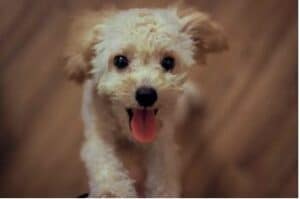 Hunde für Senioren - Eine gute Anschaffung?