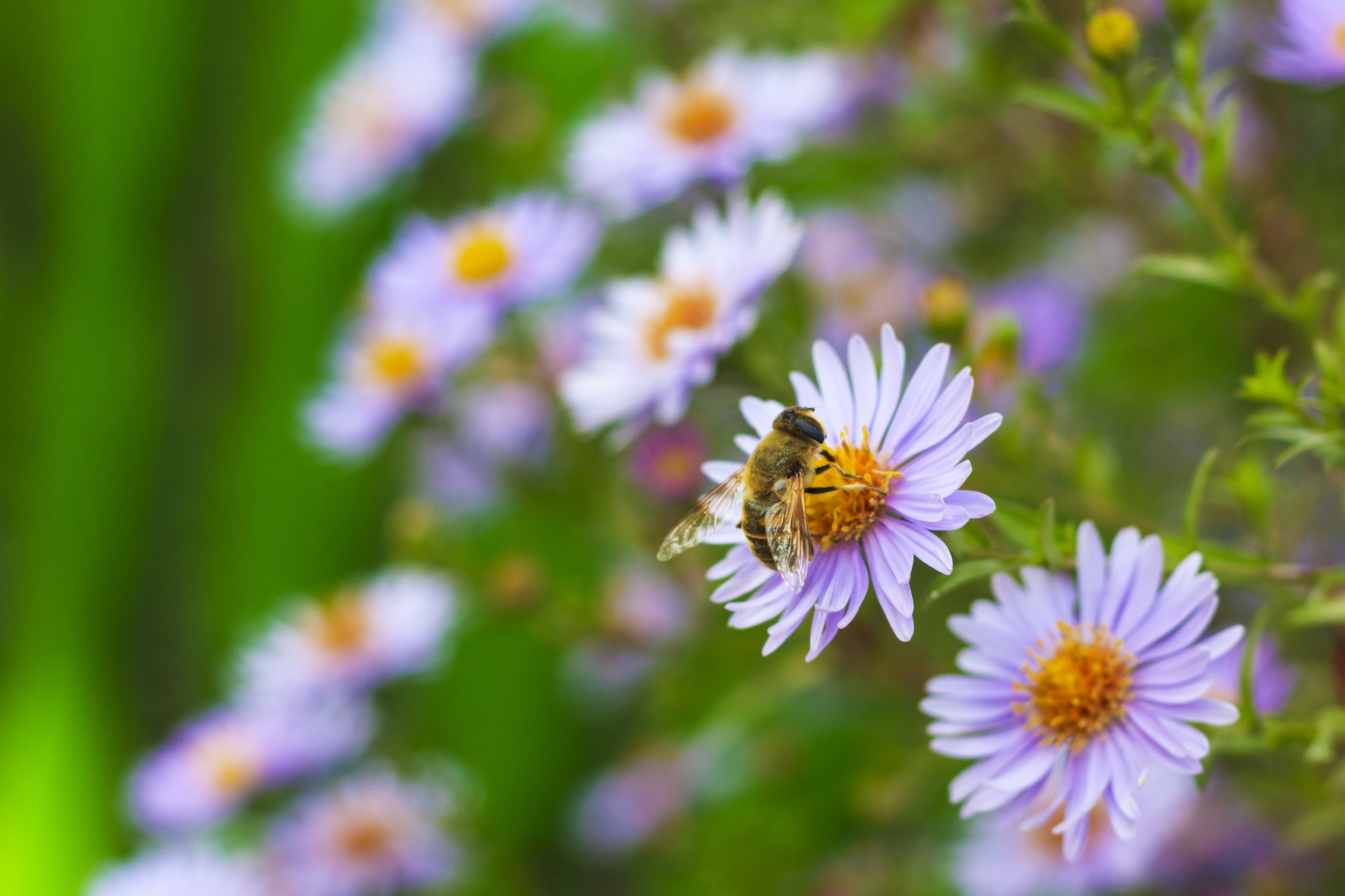 A bee collecting pollen from a violet flower March 26, 2026, 08:37:12 UTC