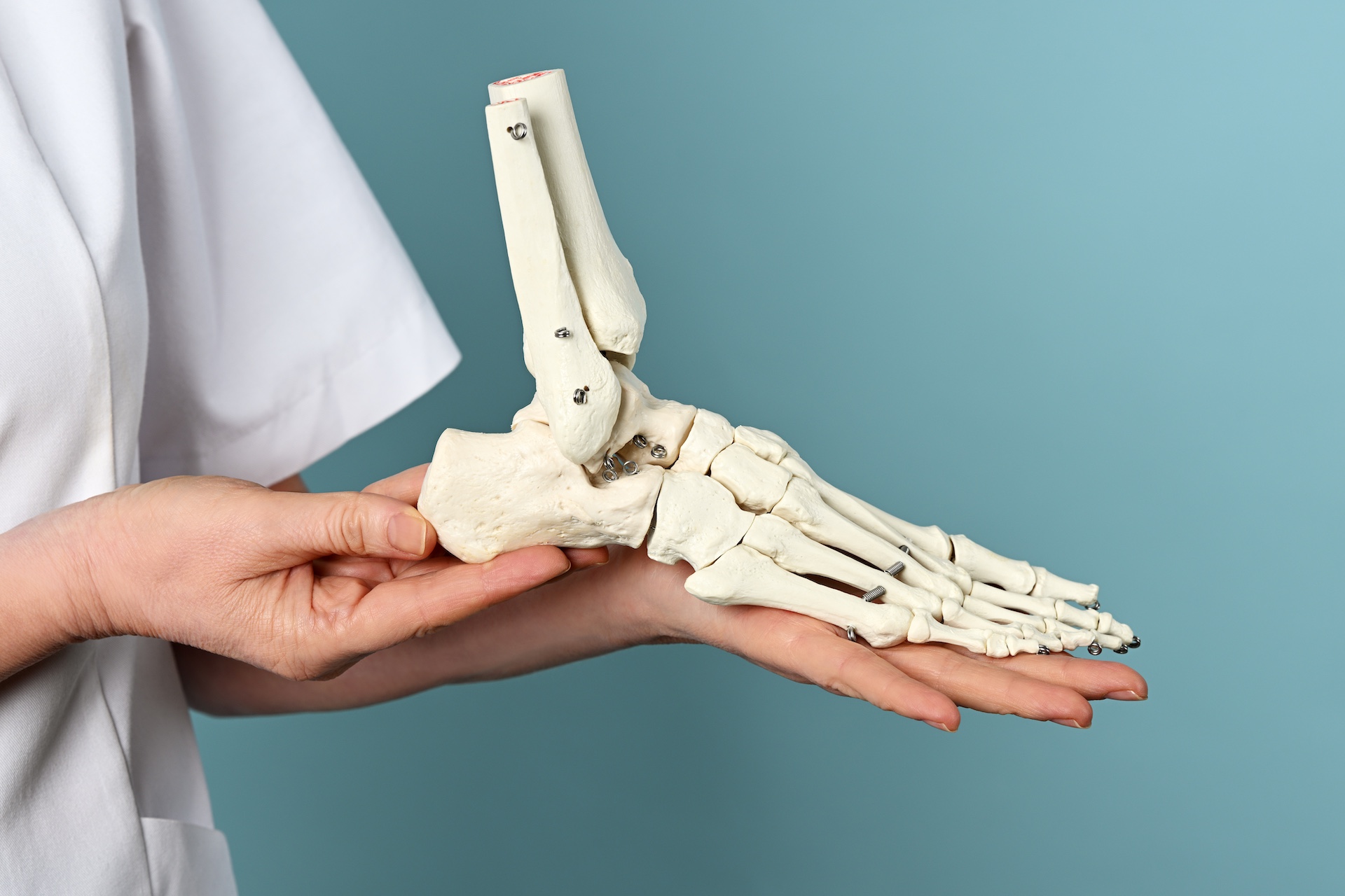 A female doctor holding a model of a foot skeleton