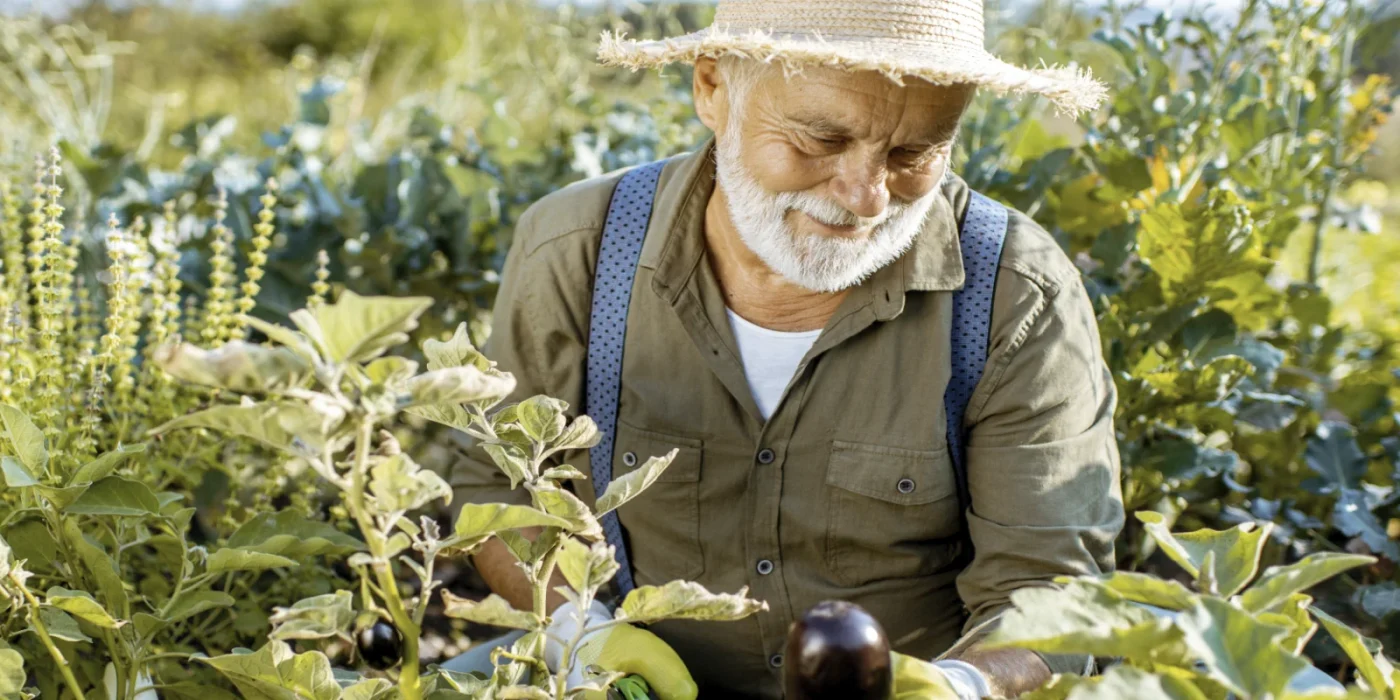 alterer herr bei der gartenarbeit im gemuesebeet