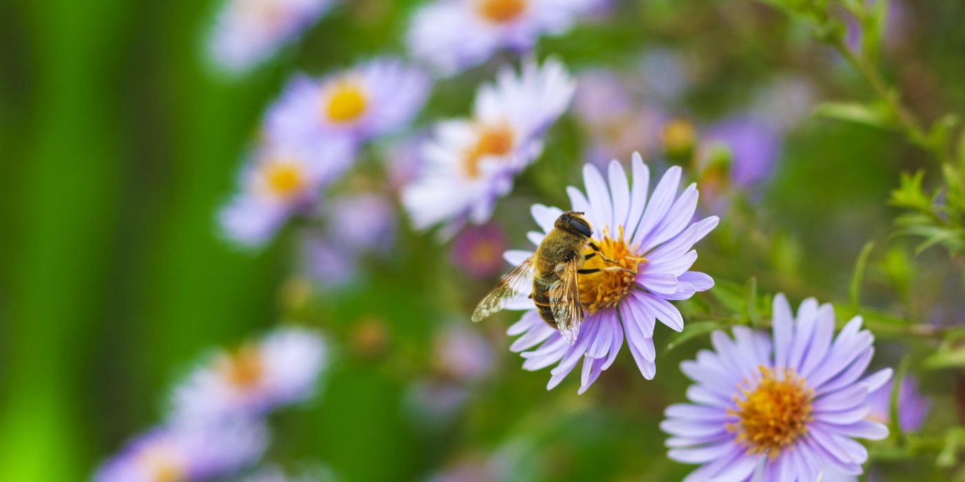 A bee collecting pollen from a violet flower March 26, 2026, 08:37:12 UTC