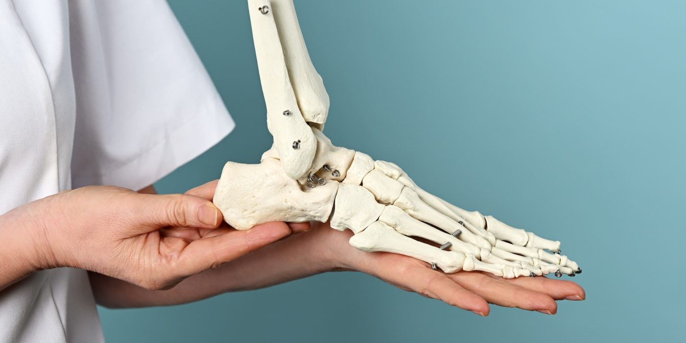 A female doctor holding a model of a foot skeleton